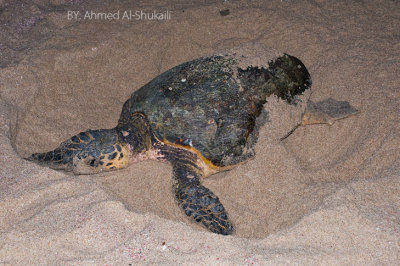 Green Turtle laying eggs at the beach