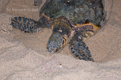 Green Turtle laying eggs at the beach
