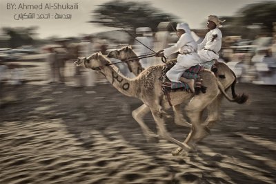 Camel Race