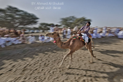 Camel Race