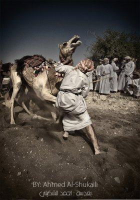 Stopping the camel