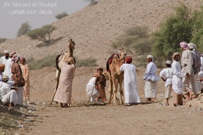 The end of the camel race