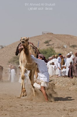Falling off the camel
