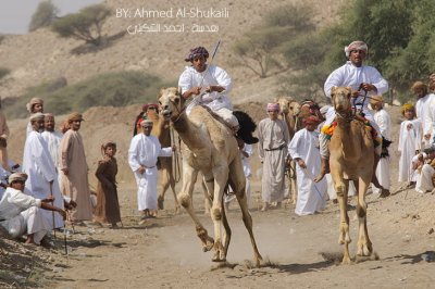 Camel Race