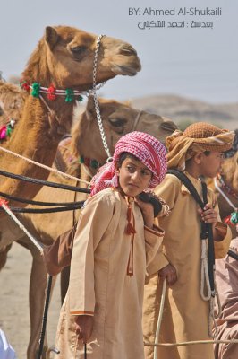 Camel Race