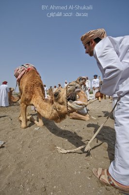 Sit down camel :)