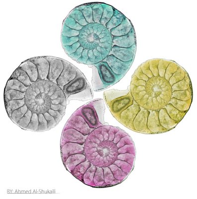 Colours (ammonite fossil)
