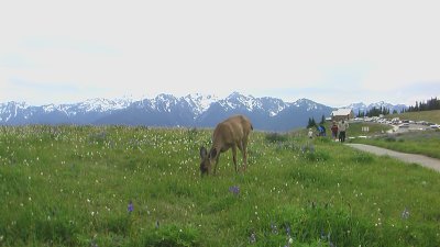 July 28, 2008 - Olympic National Park
