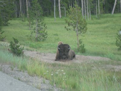 August 4, 2009 - Yellowstone Day 2