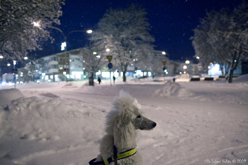 Dear Santa Paws, let me just chase THAT ONE car...