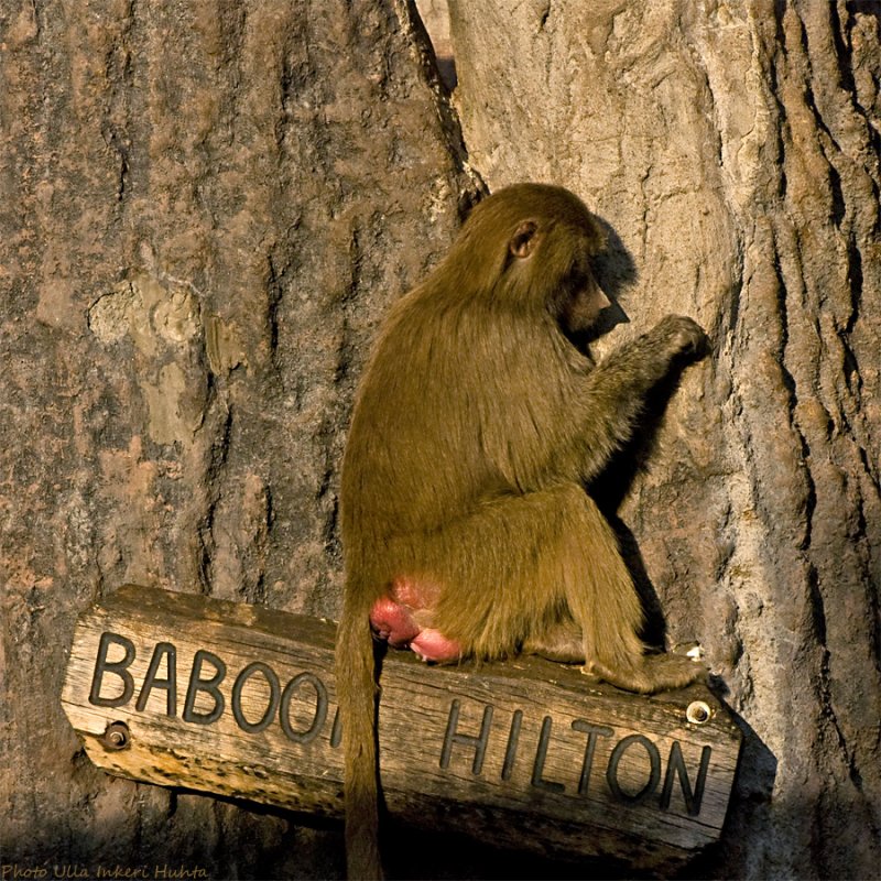 baboon hilton 900.jpg