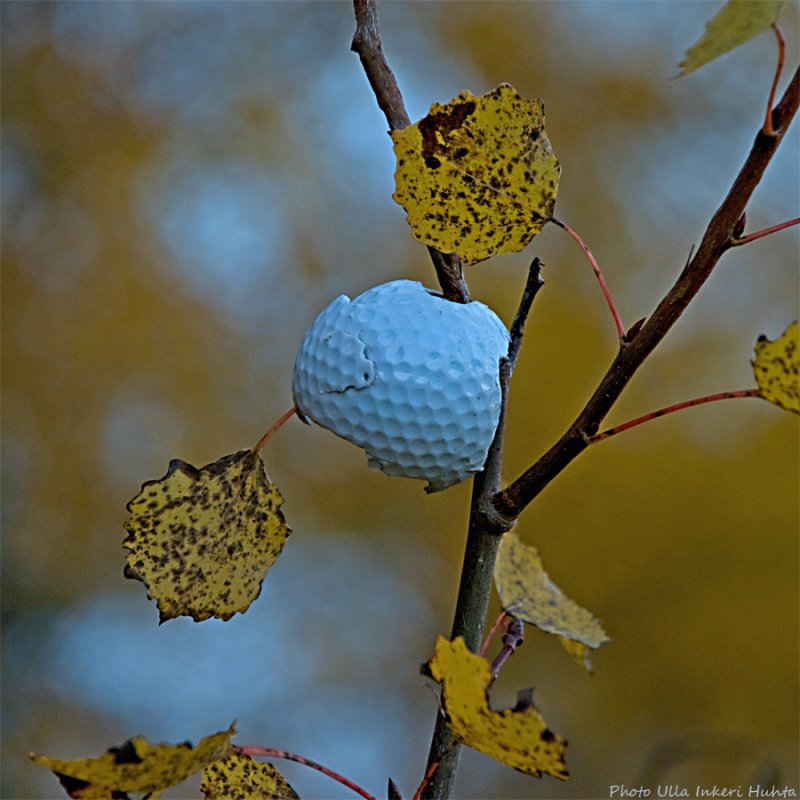golfball tree 900.jpg