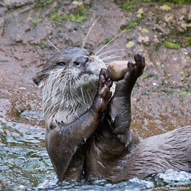 Playing with a rock