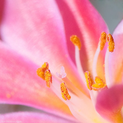 Lewisia, something small and bright outside the flowershop...