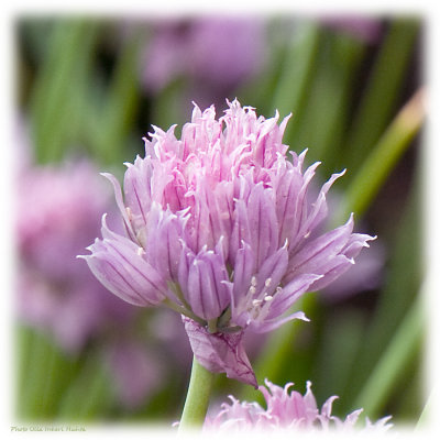 Chive