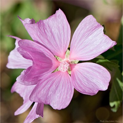 Greater Musk-mallow