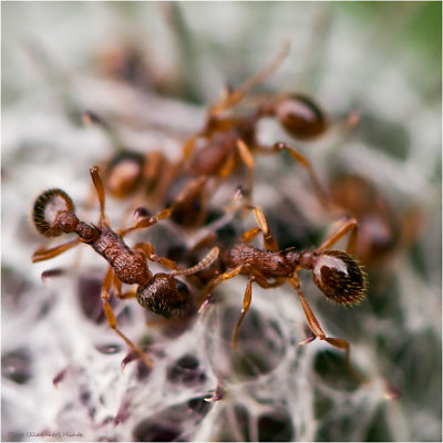 Selfportrait on an ant