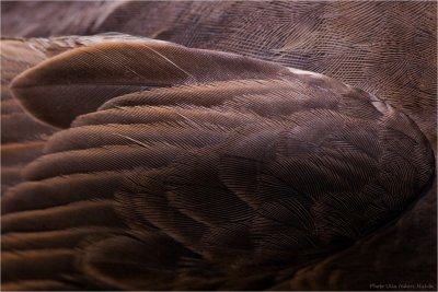 Birdwing