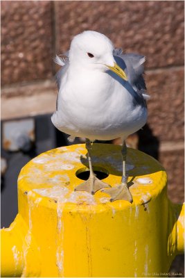 One of the many seagulls at Market Square