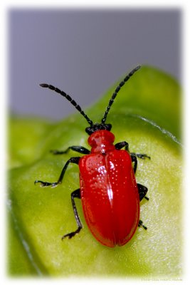 Scarlet lily beetle, Lilioceris lilii