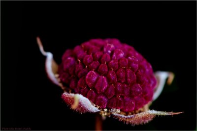 28/9 Rubus odoratus, fruit