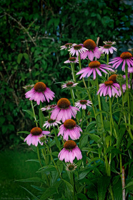 30/8 Echinea, cone flowers, in the dusk