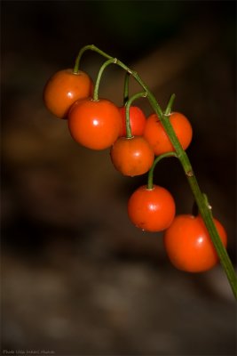 Lily of the Valley berries