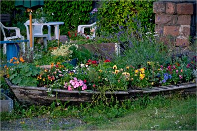 Recycling: Rowboat > flowerbed!