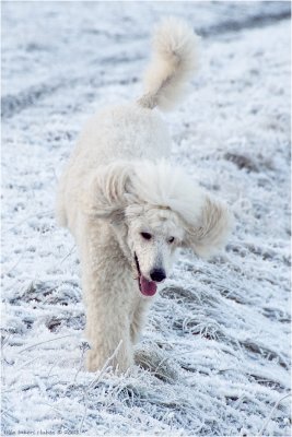 Did I mention Bonnie likes to run?