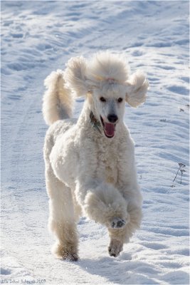 Bonnie takes a spin around the speedway track