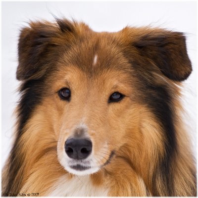 24/3 Neighbours sheltie, Speedy