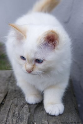 Krut-Rut, neighbours new kitten.