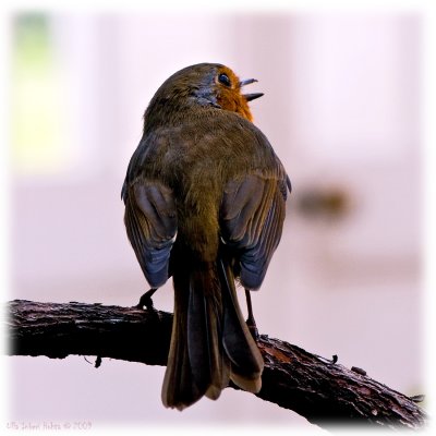 This little fellow lived in the tempered house at Kew.