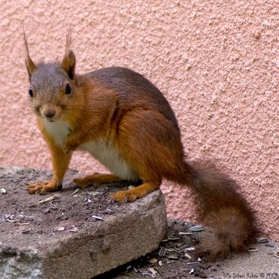 11/6 2 squirrels are regular guests under Heles birdfeeder. Beautiful colour!