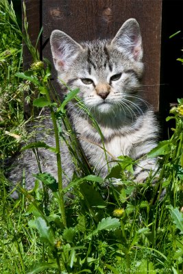19/6 Cute kitten in the sun