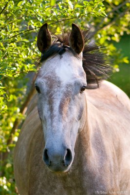 He always comes running for  a chat and a pat. Very friendly horse.