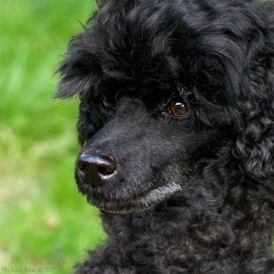 29/7 Puma, a 5 years old miniature poodle girl we met today.