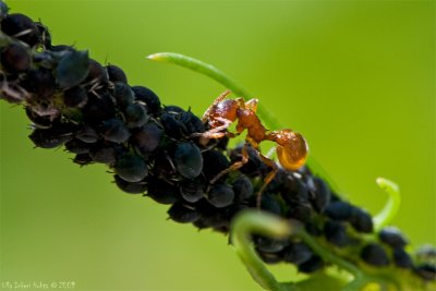 Dairying ant with a big herd of aphids