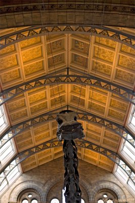 The beautiful ceiling of the entrance hall in Natural History Museum