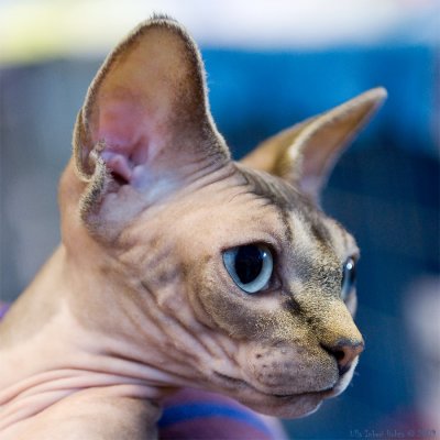 Libby, sphynx cat