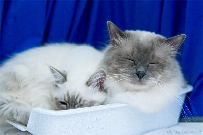 Kattutställning i Örebro 6-7/6 2009, catshow in Örebro June 6-7