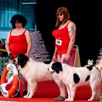 The hot Baywatch babes with their landseer dogs