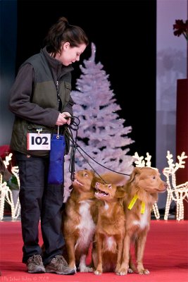 Nova Scotia duck tolling retrievers