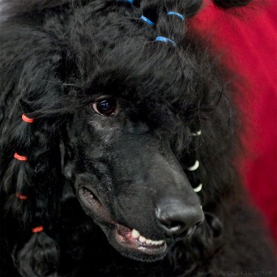 A black Bonnie, I mean standard poodle of course