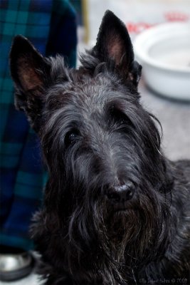 Scotch terrier