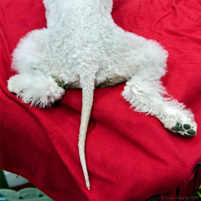 Cute froggy bedlington terrier with her piggy tail...