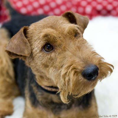 Lakeland terrier (?)