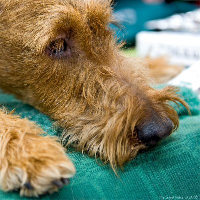 Longlashed Welsh terrier snoozing