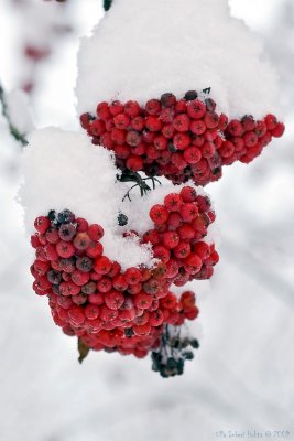 21/12 Natures own Christmas ornaments, snowcovered rowanberries