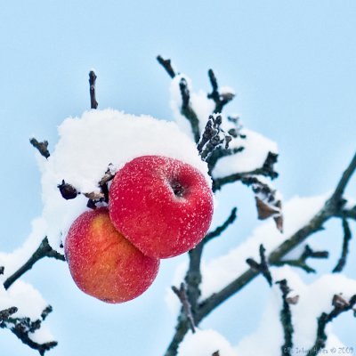 24/12 Winter apples in minus 10 C